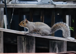 What-a-squirrel-looks-like-2