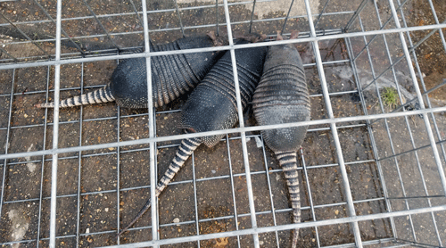 Get rid of Armadillos – Humane Wildlife Control Society