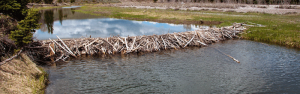 Remove beaver dam – Humane Wildlife Control Society