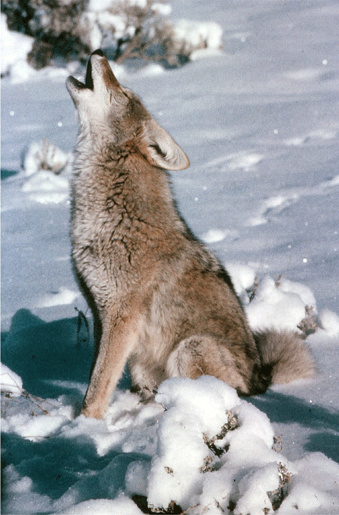 howling coyote sounds