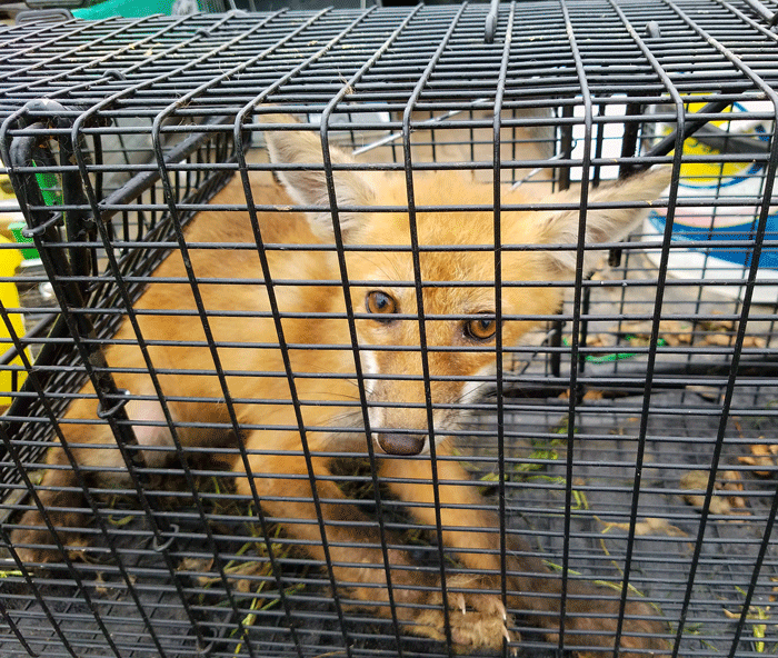 trap foxes Humane Wildlife Control Society