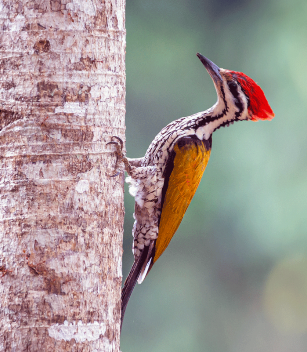 Get rid of woodpeckers Humane Wildlife Control Society