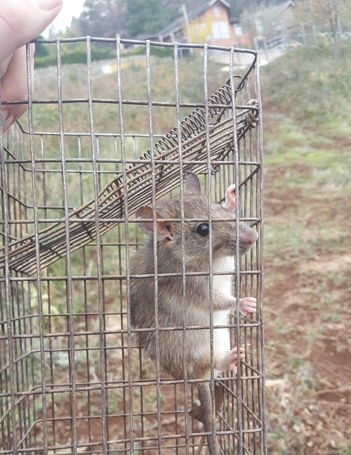 Mouse acting strange Humane Wildlife Control Society