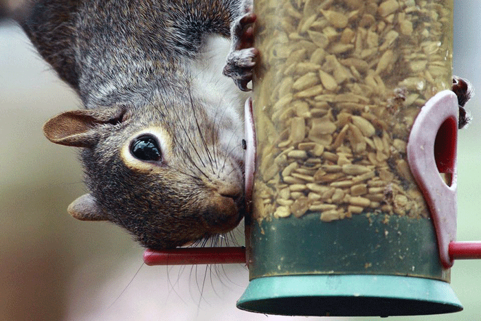 how to get rid of squirrels from bird feeders