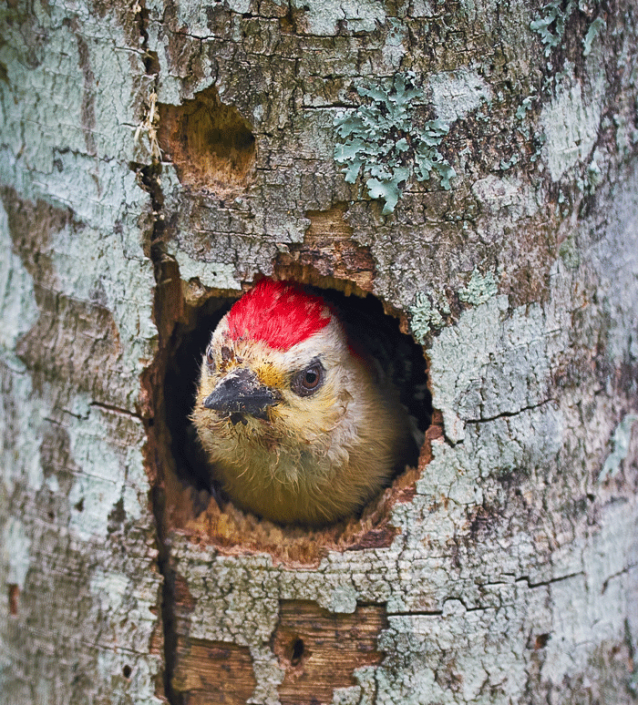 Get rid of woodpeckers – Humane Wildlife Control Society