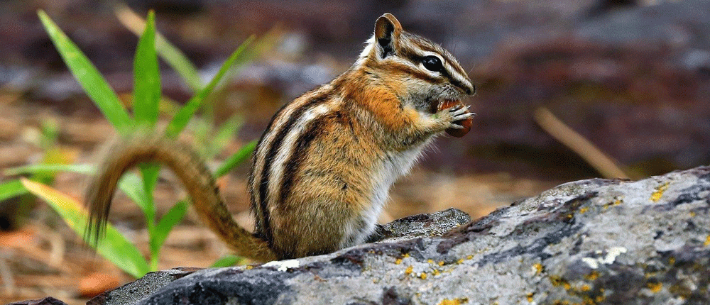 Chipmunk Trapping, Removal & Repairs