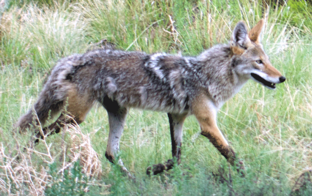 Trap Coyotes – Humane Wildlife Control Society