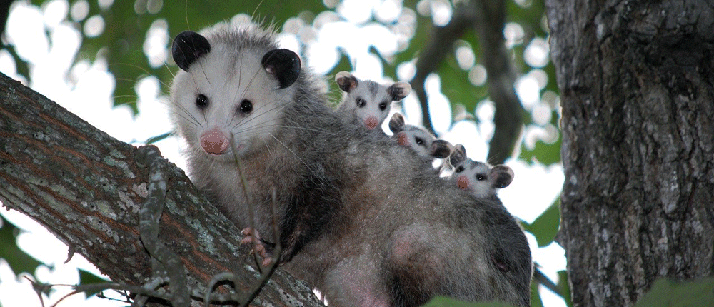 Opossum Trap/Catch - Homemade - DIY - The Best 