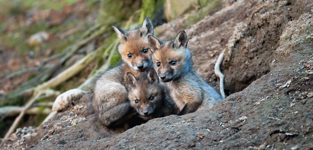 fox den – Humane Wildlife Control Society