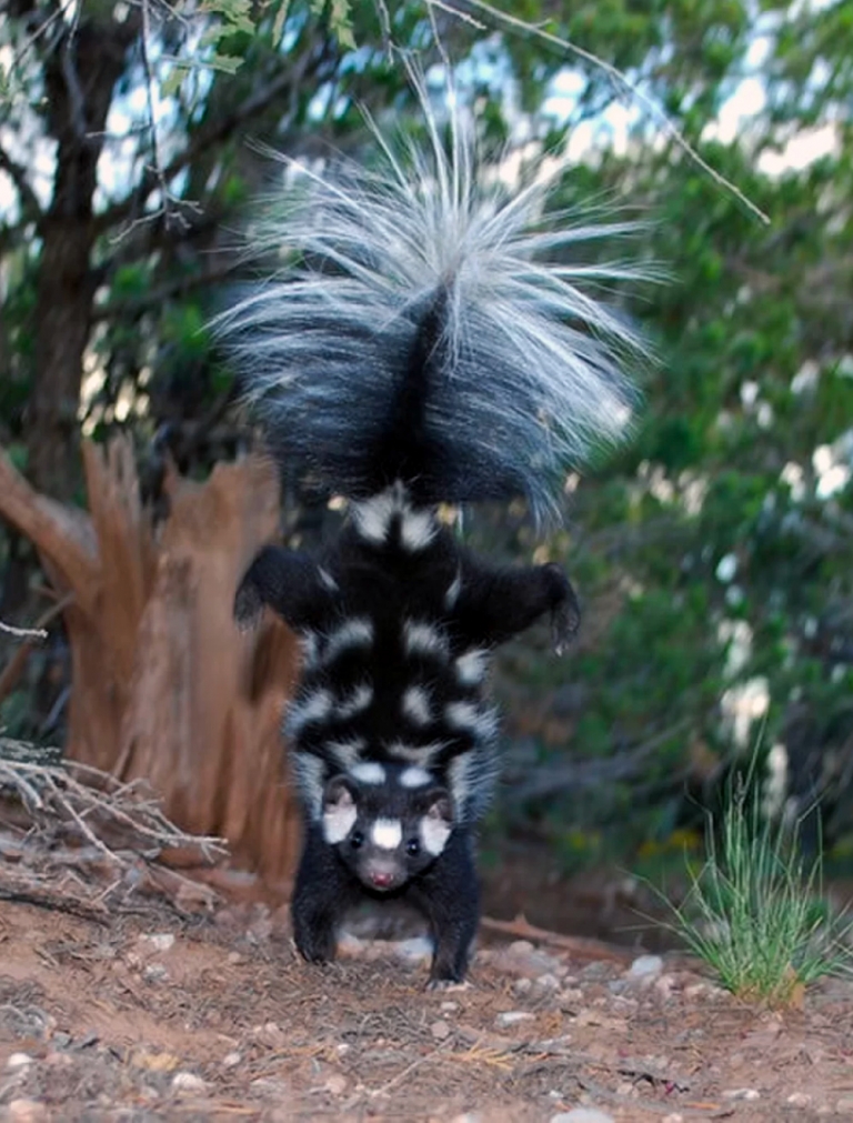 Skunk Sprayed Me Humane Wildlife Control Society