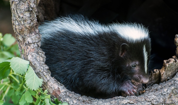do skunks hibernate in indiana