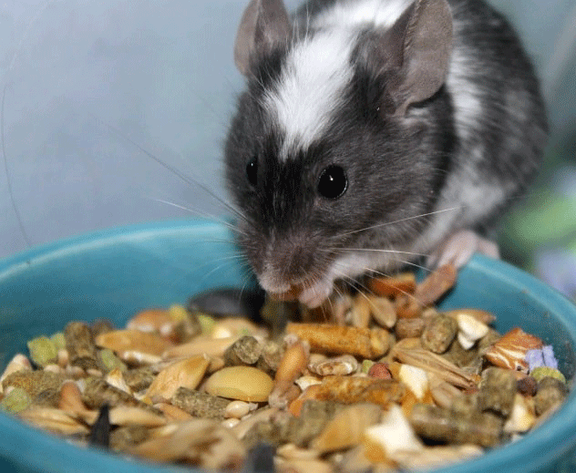 Get rid of mice Humane Wildlife Control Society