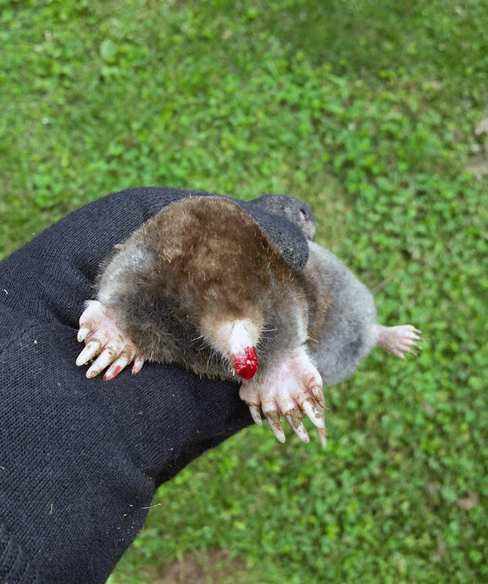 Get rid of moles Humane Wildlife Control Society