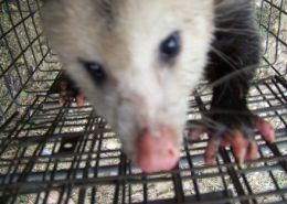 opossum removal 11