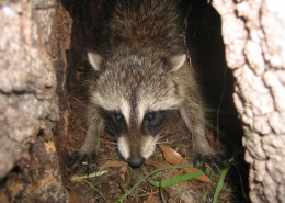 raccoon removal 16