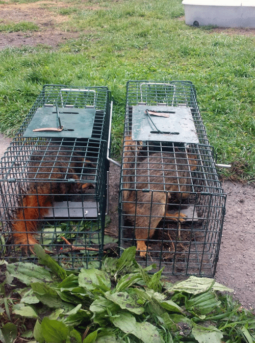 Get rid of Squirrels – Humane Wildlife Control Society