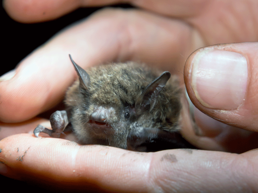 What if I came into contact with a bat – Humane Wildlife Control Society