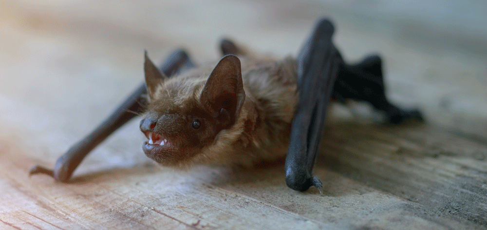 Abandoned bat – Humane Wildlife Control Society
