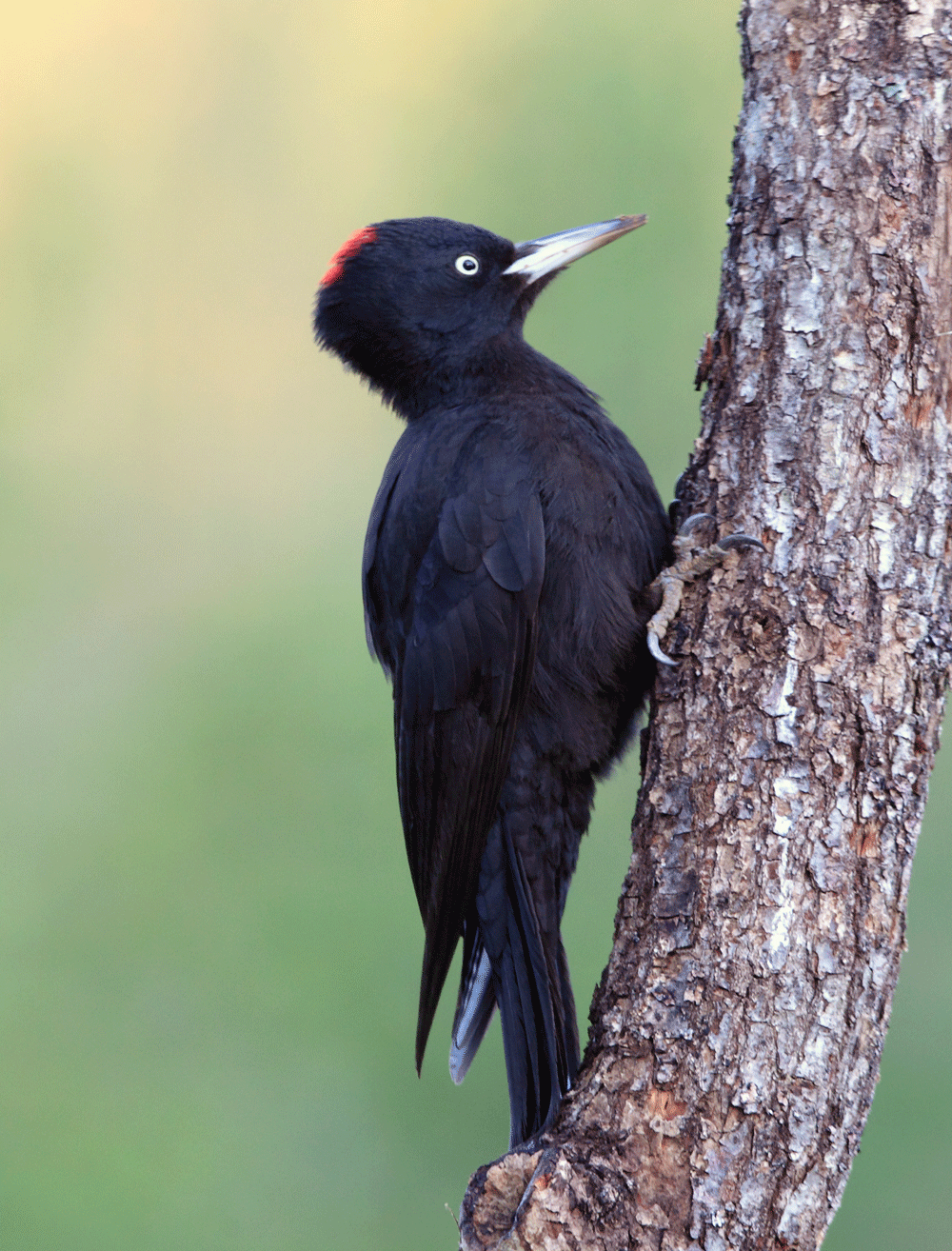Keep woodpeckers away Humane Wildlife Control Society