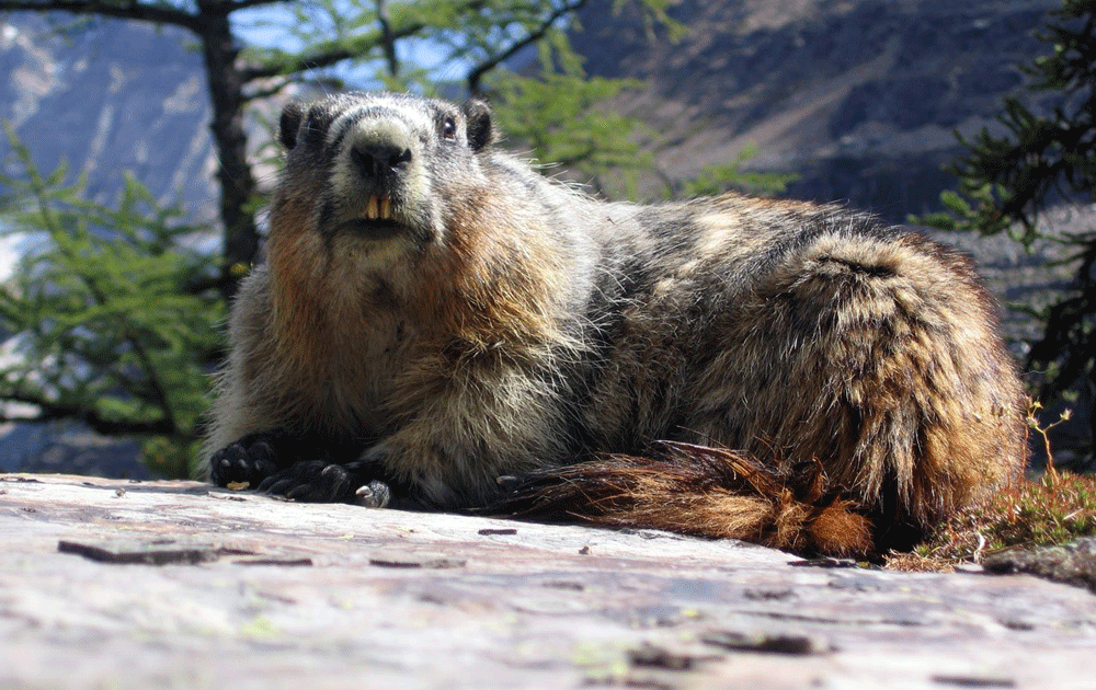 Get rid of Groundhogs | Humane Wildlife Control Society
