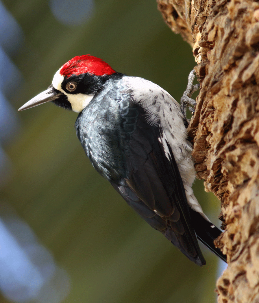 Keep woodpeckers away – Humane Wildlife Control Society